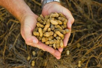 peanuts