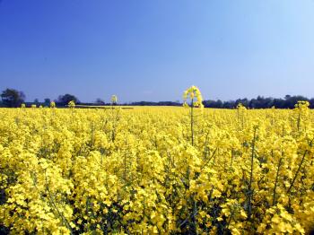 canola oil