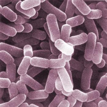 Gut bacteria