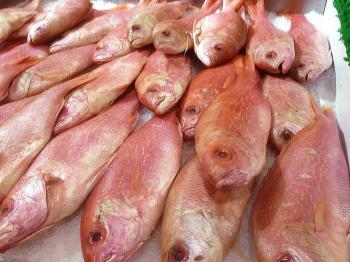 fish protein