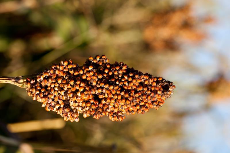 iron fortified millet