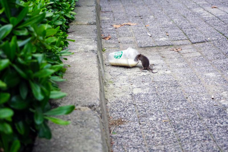 High sugar diet rats