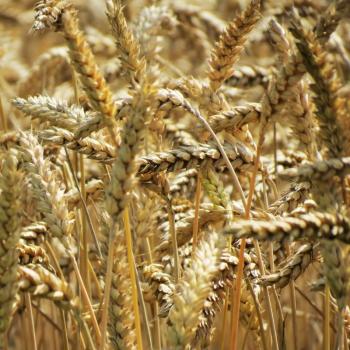 Whole grains