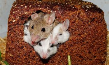 mouse model 