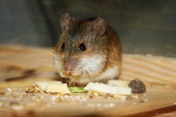 of mice and asthma