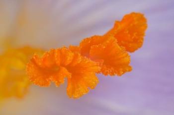 saffron