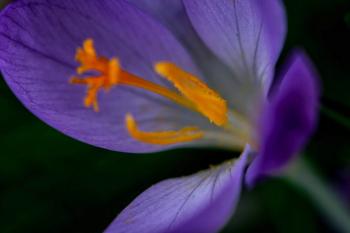 saffron