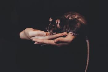 rats