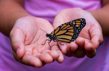 Monarch butterfly