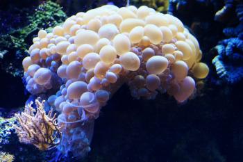 brain bubble