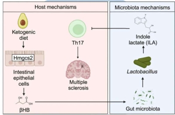 Credit: Cell Reports (2024). DOI: 10.1016/j.celrep.2024.114891