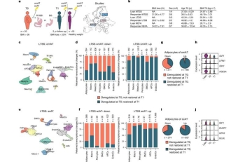 Credit: Nature (2024). DOI: 10.1038/s41586-024-08165-7
