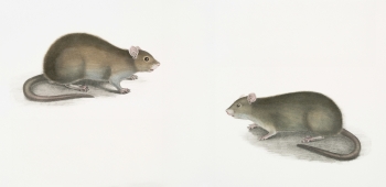 bethany-beck-RGdhENaGZ94-unsplash (cropped)