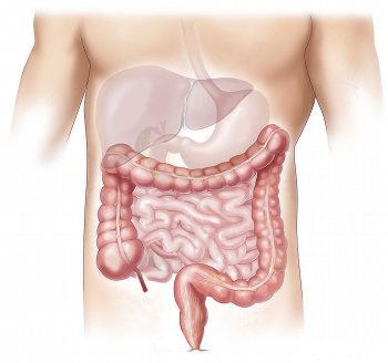 Gut by Pixaby offal gfc82506f5 1280