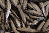 Eating fish could make you smarter