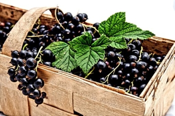 currant-2105600__340 - Credit Pixabay CC0 public domain