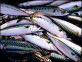 Mackeral