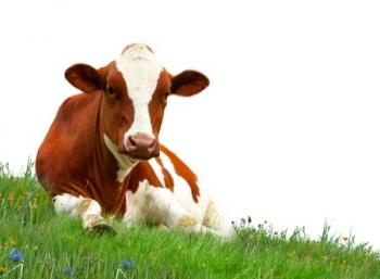 What is the truth about milk